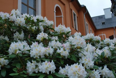Rhododendron - pěnišník - v květu (3)